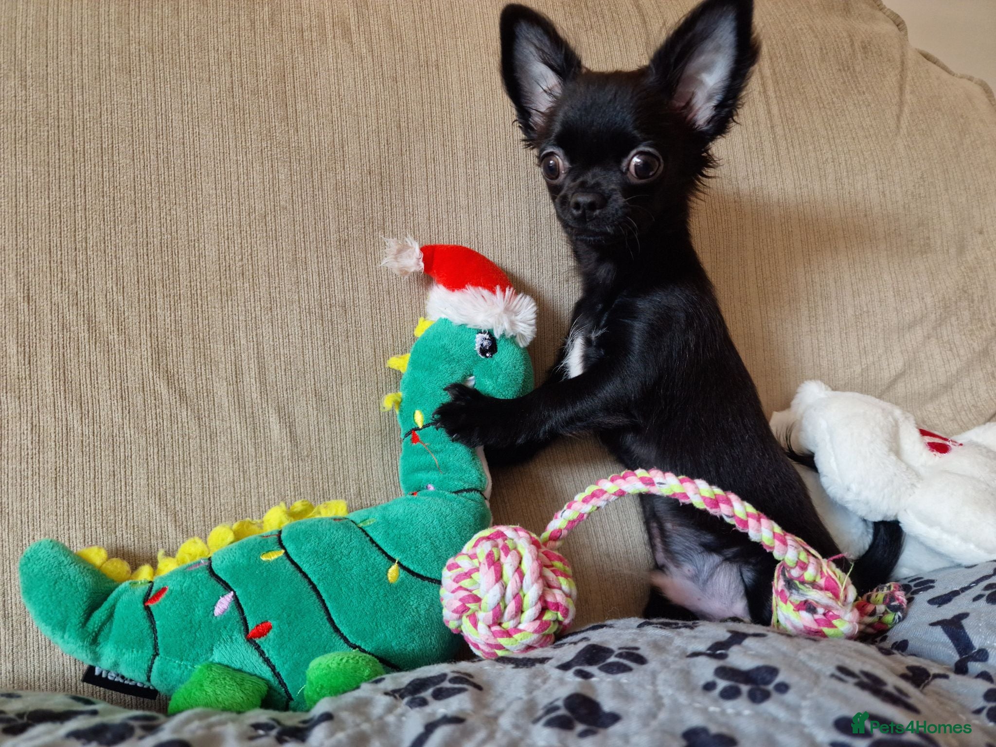 Chihuahua dogs REDUCED Last Pup Left! Chihuahua Puppy READY NOW - Advert 17
