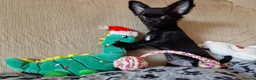 Chihuahua dogs for sale: REDUCED Last Pup Left! Chihuahua Puppy READY NOW - Advert 5