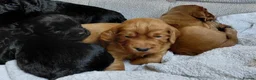Cocker Spaniel dogs for sale: Fully Health Tested KC Reg Working Cocker Spaniels in Sheffield - Advert 15