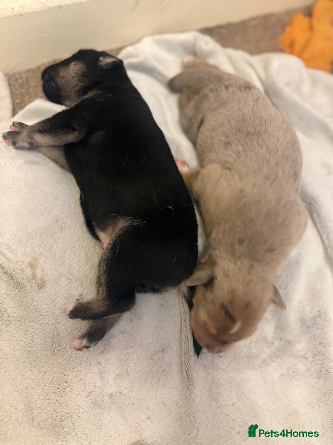 Mixed Breed dogs for sale: Staffy x husky puppies - Advert 1