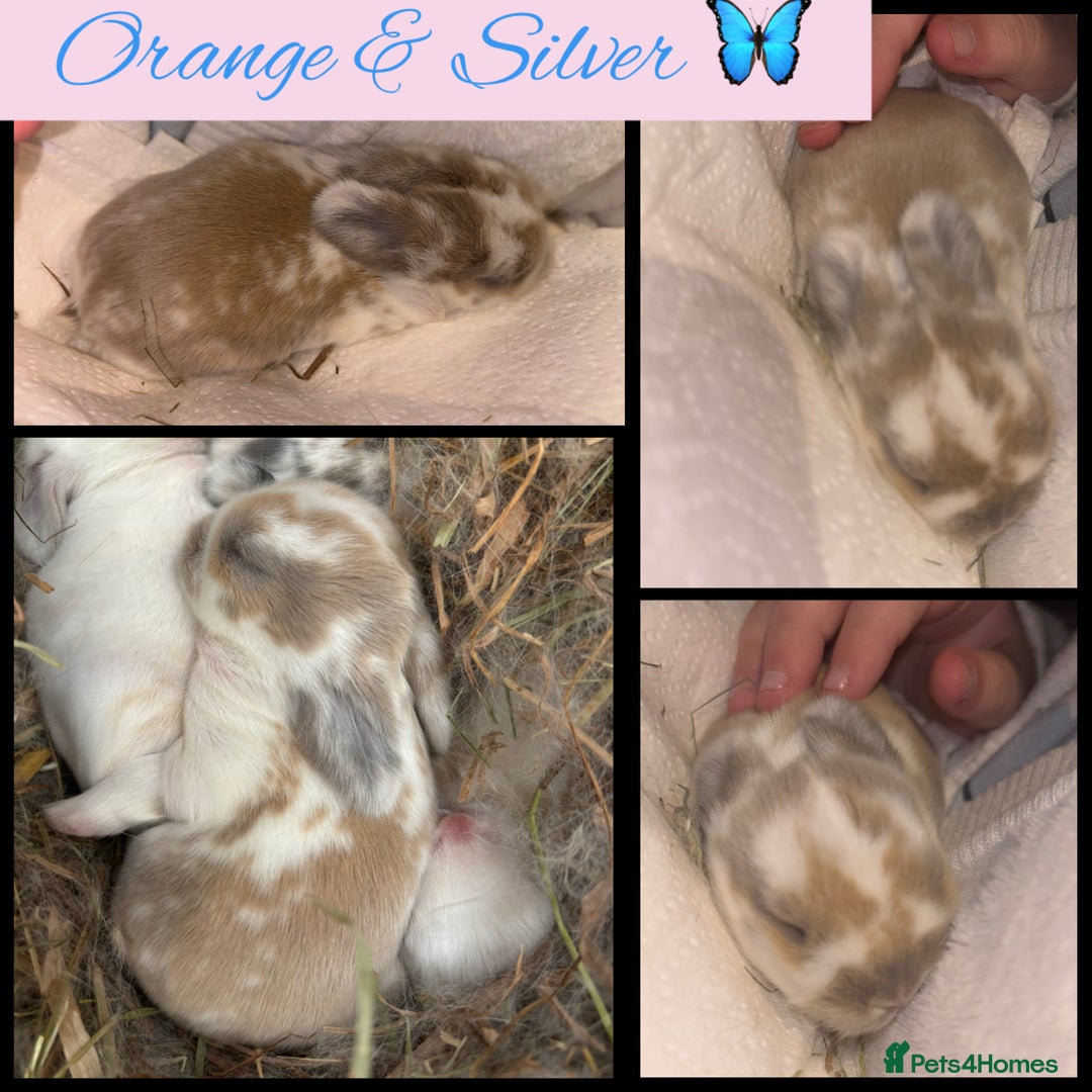 Mini Lop rabbits for sale: Mini Lop Butterfly new born bunnies  - Advert 3