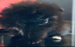 Pomeranian dogs for sale: Micro Pomeranian Puppies For Sale  - Image 1