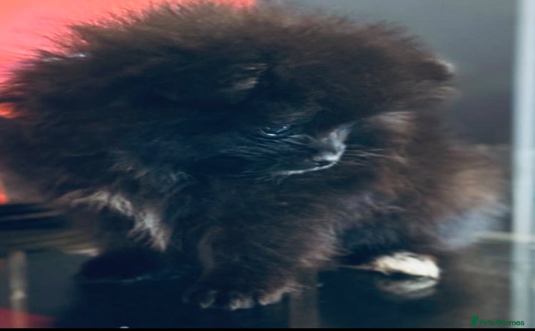 Pomeranian dogs - Advert 4