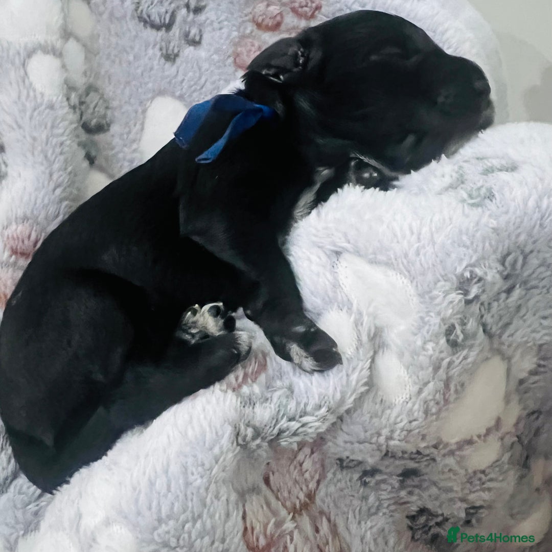 Cockapoo dogs for sale: Beautiful Cockapoo Puppies – 6 Boys & 2 Girls - Advert 23