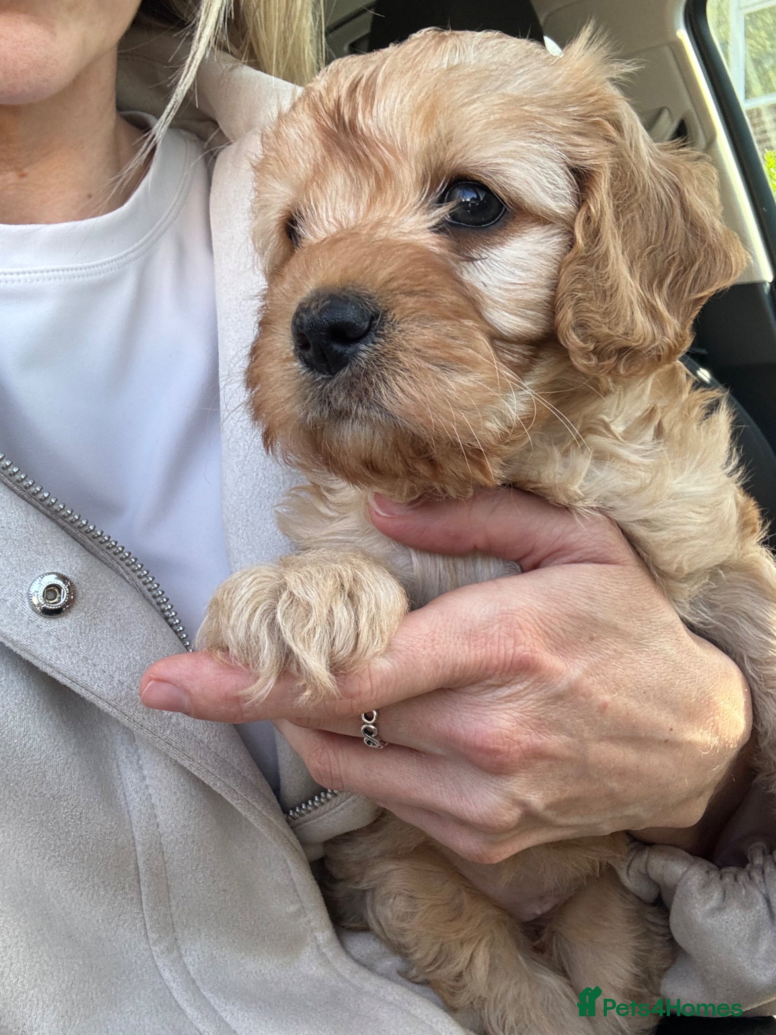 Cavapoo dogs Beautiful Cavapoo Baby Girl. - Advert 12