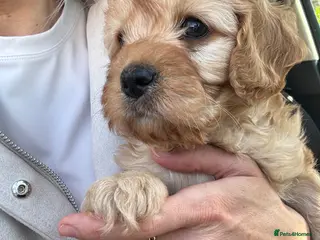 Cavapoo dogs Beautiful Cavapoo Baby Girl. - Advert 12