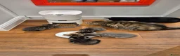 Mixed Breed cats for sale: Four playful kittens for sale - Advert 7