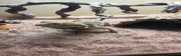 Bearded Dragon reptiles for sale: Rio bearded dragon  in Christchurch - Advert 4