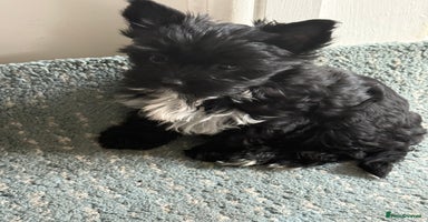 Yorkshire Terrier dogs - Advert 2