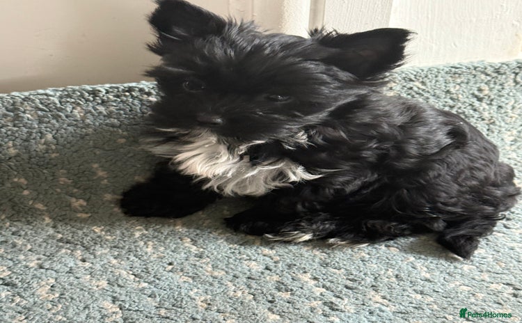 Yorkshire Terrier dogs - Advert 1