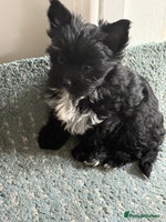 Yorkshire Terrier dogs - Advert 2