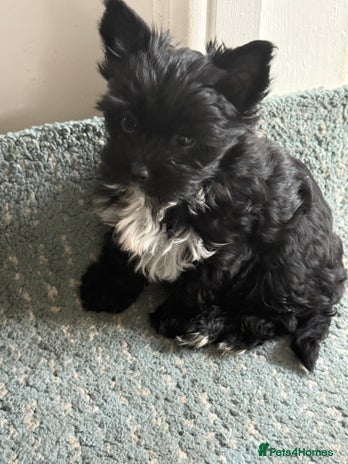 Yorkshire Terrier dogs - Advert 1