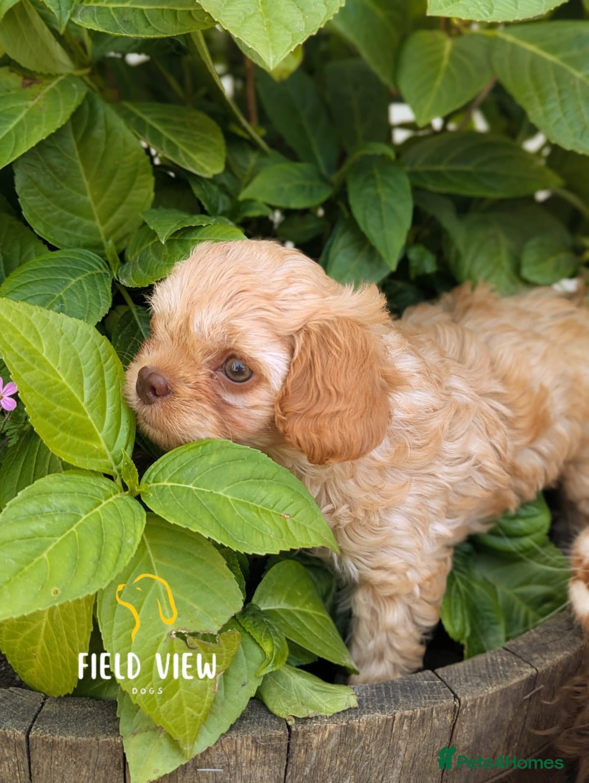 Cavapoo dogs F1 Cavapoo pups, extensively health tested parents - Advert 1