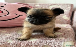 Chihuahua dogs for sale: 3 chihuahuas for sale - Image 1