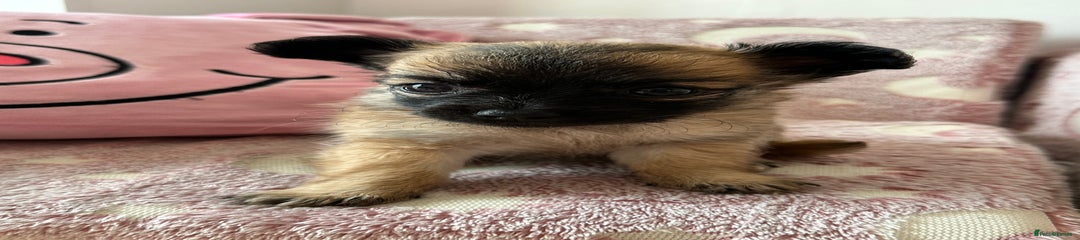 Chihuahua Puppy 1