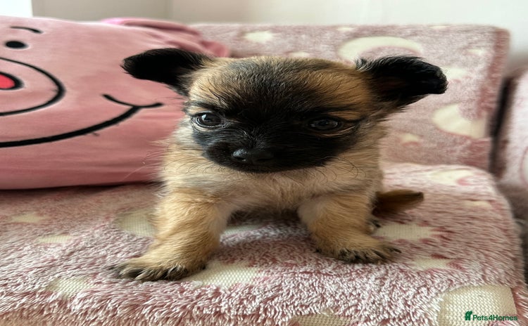 Chihuahua dogs - Advert 1