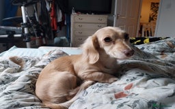 Miniature Dachshund dogs for sale: KC Cream long haired miniature dachshund  - Image 4