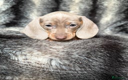 Miniature Dachshund dogs for sale: KC Registered Miniature Shorthaired Dachshund - Image 16