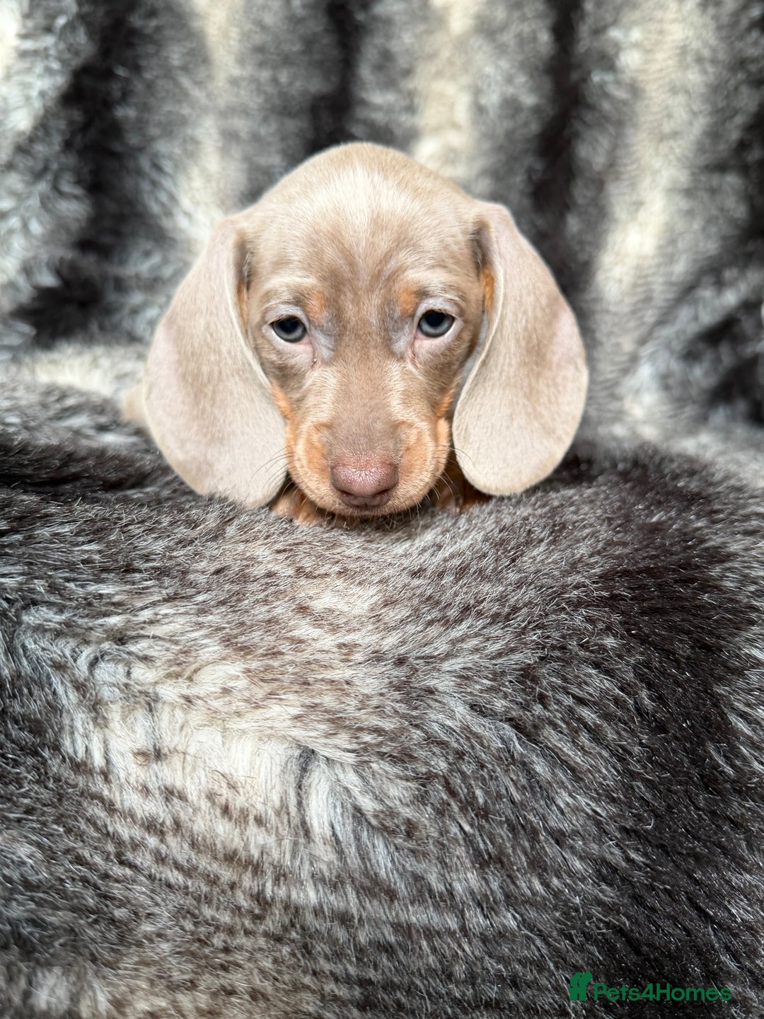 Miniature Dachshund dogs for sale: KC Registered Miniature Shorthaired Dachshund - Image 16