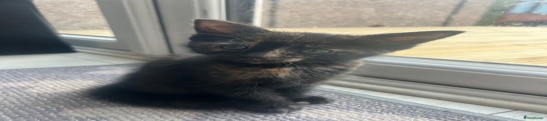 Domestic Shorthair Kitten 2
