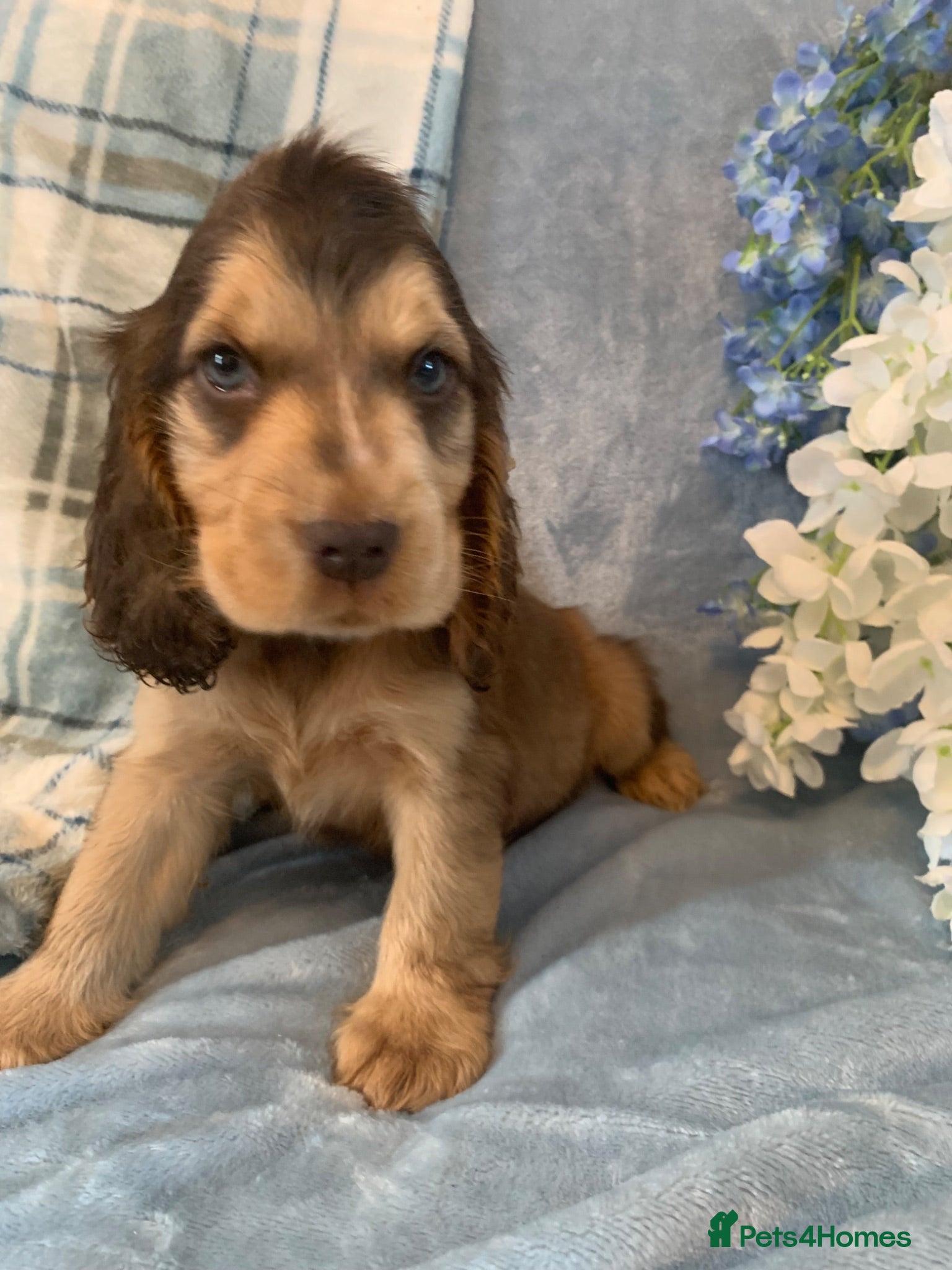 Cocker Spaniel dogs Show type cocker spaniel puppy’s  - Advert 2