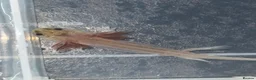 Axolotl reptiles for sale: Axolotl juveniles  - Advert 13