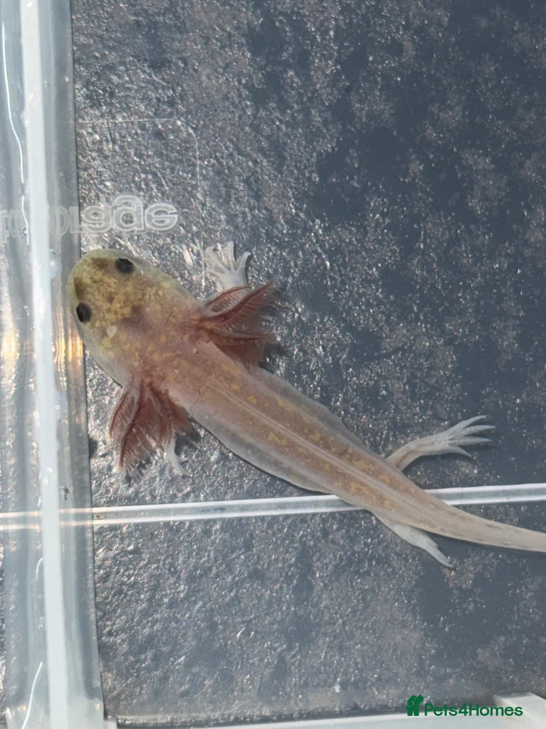 Axolotl reptiles for sale: Axolotl juveniles  - Advert 13