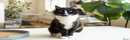 Mixed Breed cats for sale: Selling cute tuxedo cat in Edgware - Advert 2