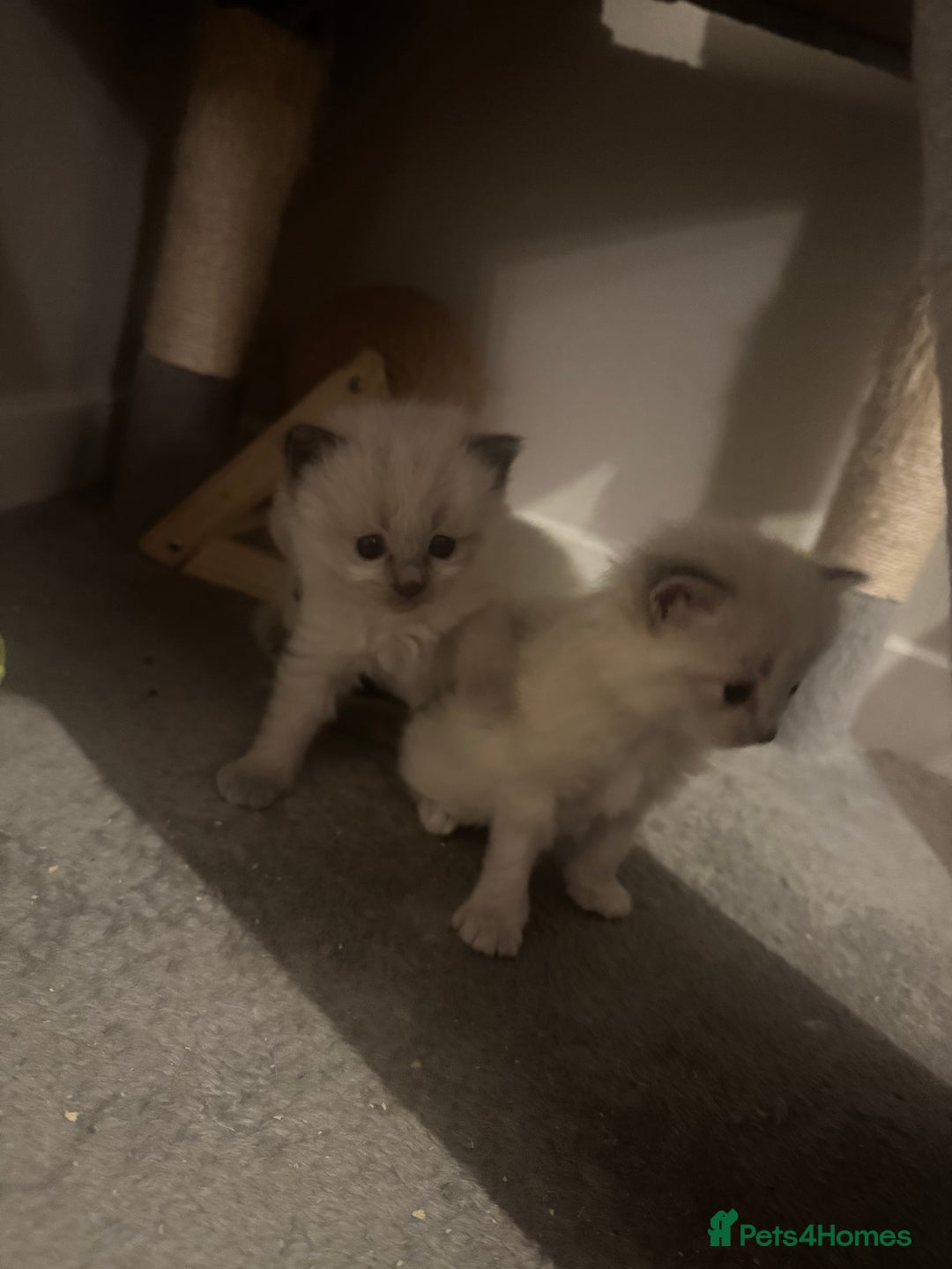Ragdoll cats for sale: RagDoll kittens  - Image 3