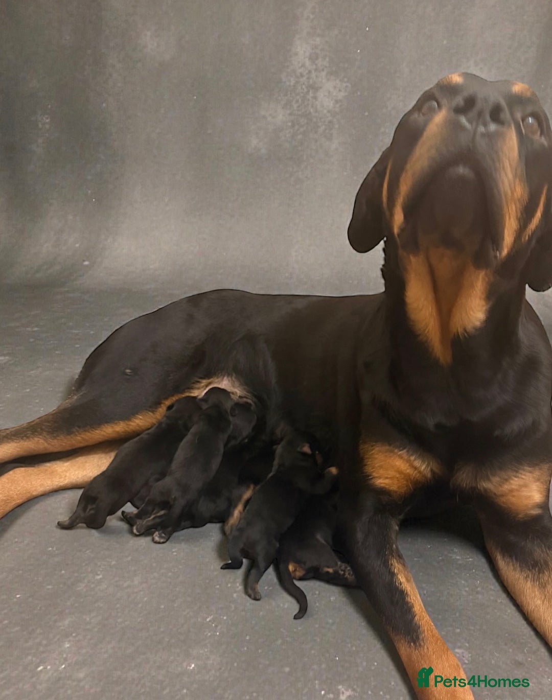 Rottweiler dogs for sale: Chunky Rottweiler puppies! - Advert 8