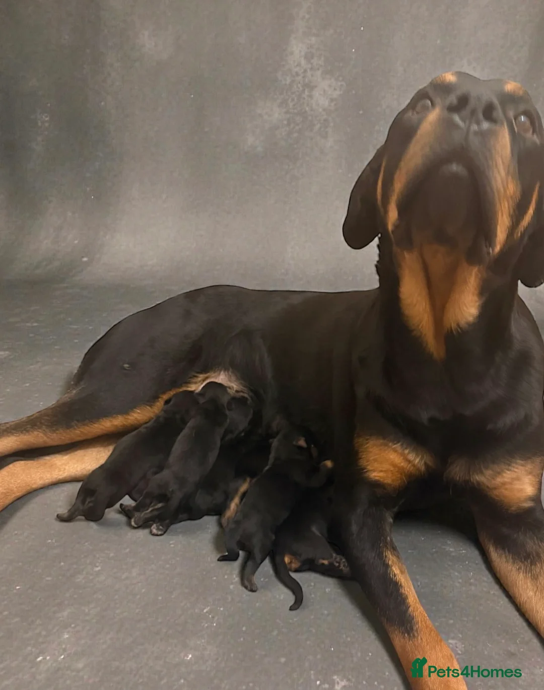 Rottweiler dogs for sale: Chunky Rottweiler puppies! - Advert 8