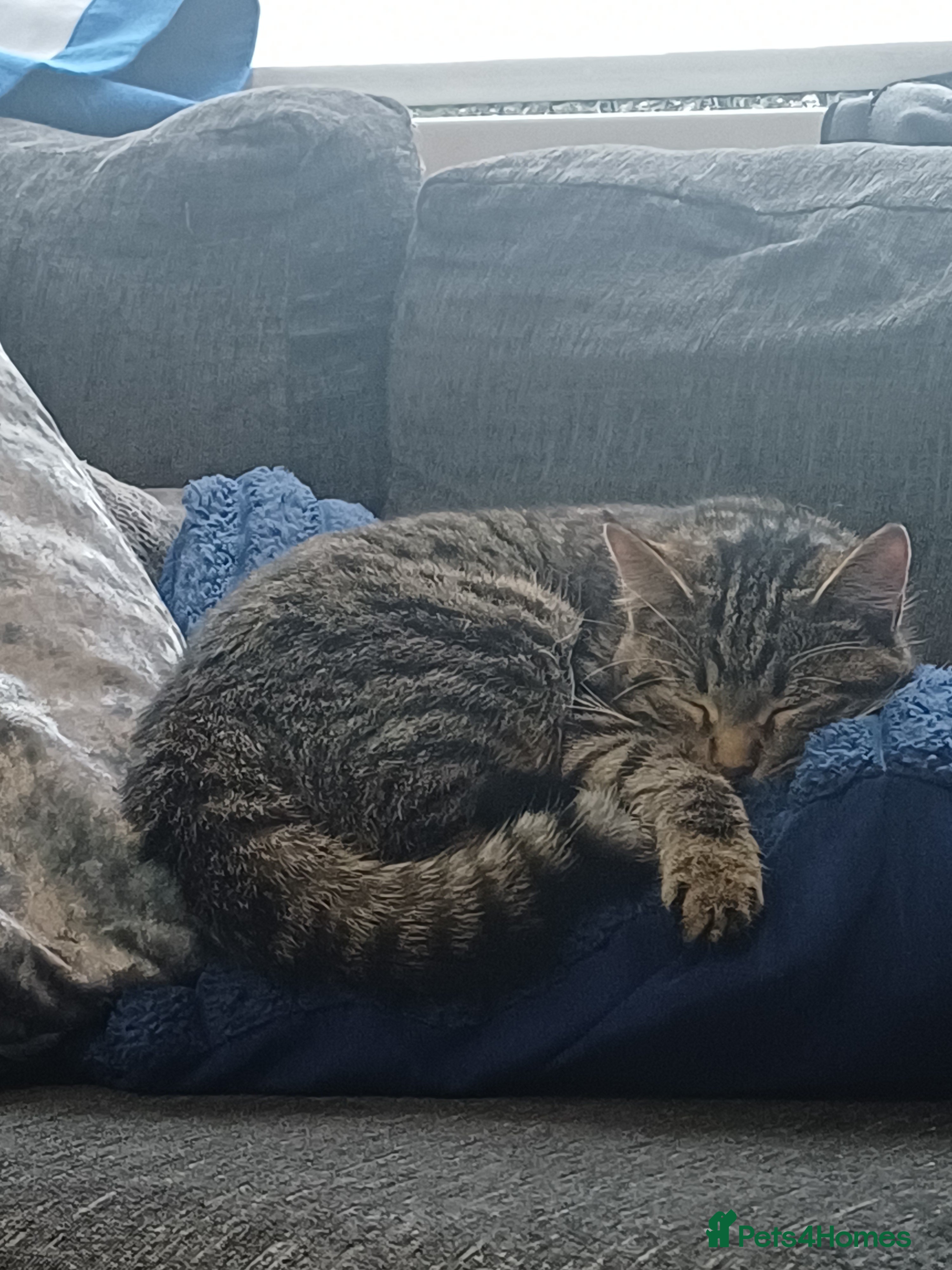 Mixed Breed cats Sweet female kitten  - Advert 2