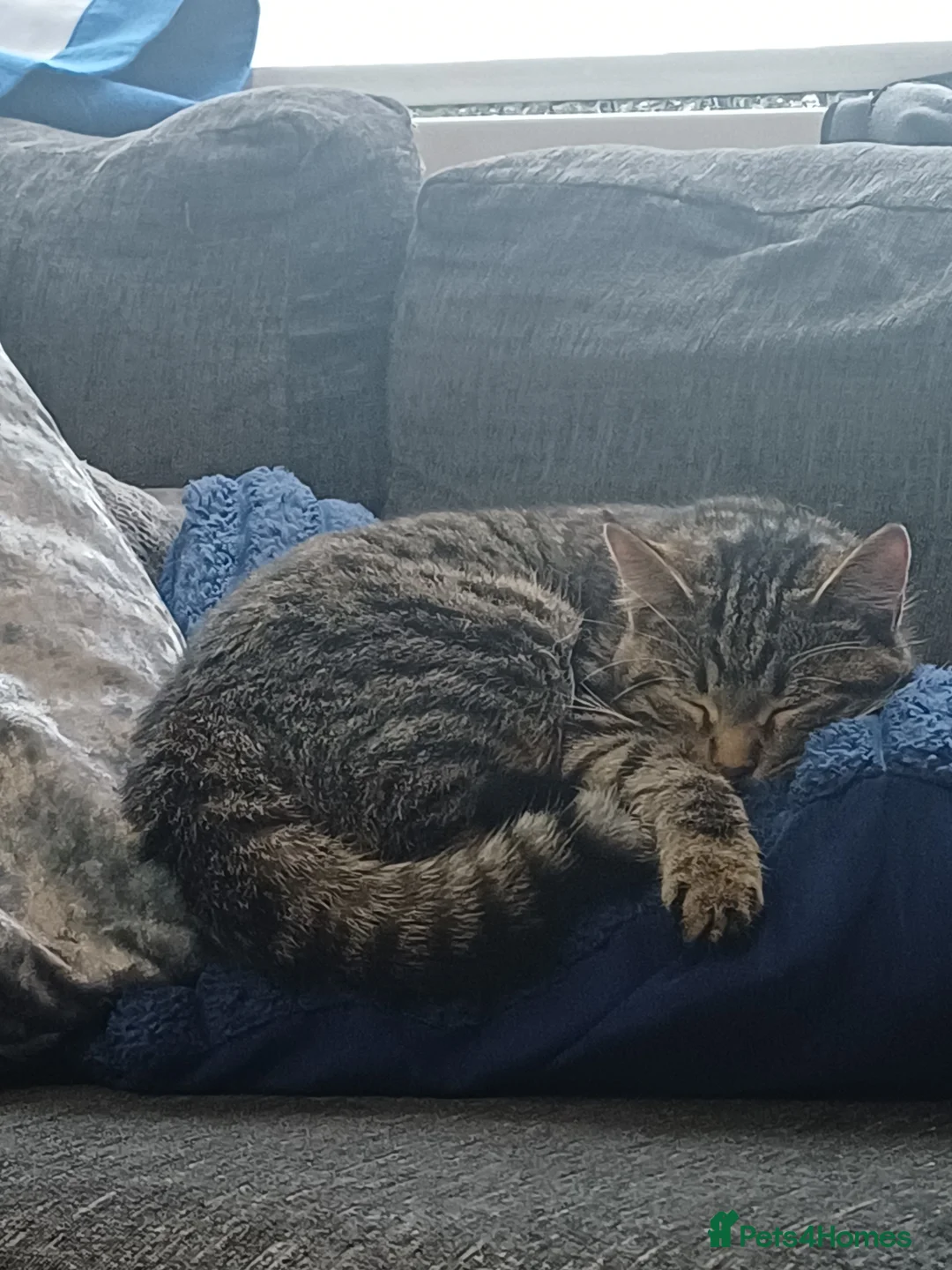 Mixed Breed cats for sale: Sweet female kitten  in Wolverhampton - Advert 1