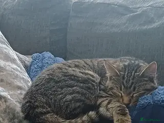 Mixed Breed cats Sweet female kitten - Advert 1