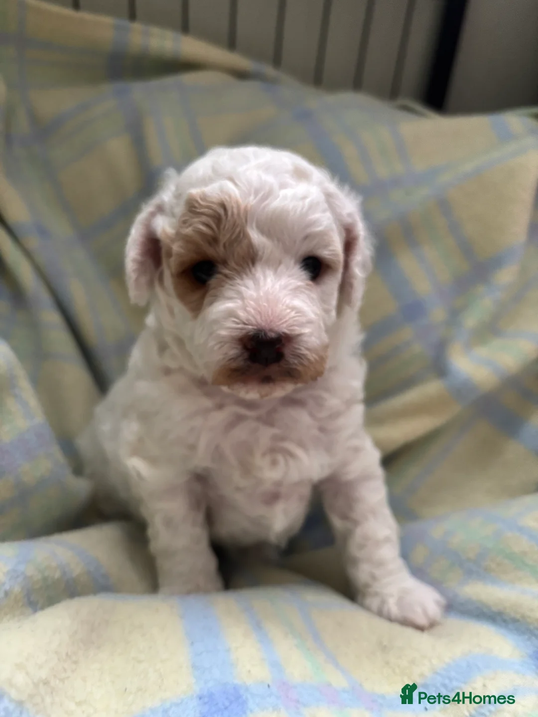 Cockapoo dogs for sale: Cockapoo puppies - Advert 8