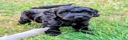 Cockapoo dogs for sale: Licensed breeder, health tested F1 cockapoos - Advert 20