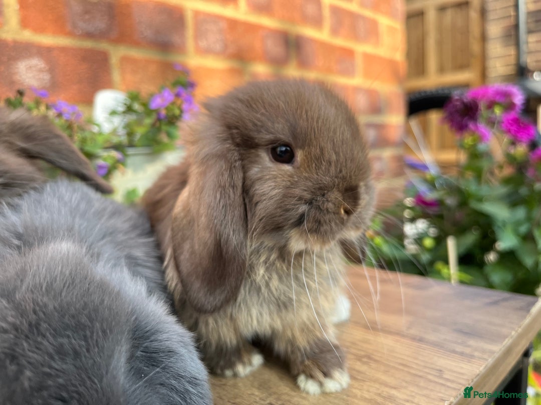 Mini Lop rabbits for sale: Mini lop babies RTL 2nd September - Image 7