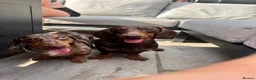Miniature Dachshund dogs for sale: 2 MINIATURE DACHSHUND FOR REHOMING - Advert 22