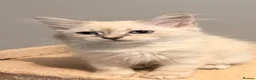 Siberian cats for sale: New imported lines Siberian kittens - Advert 14