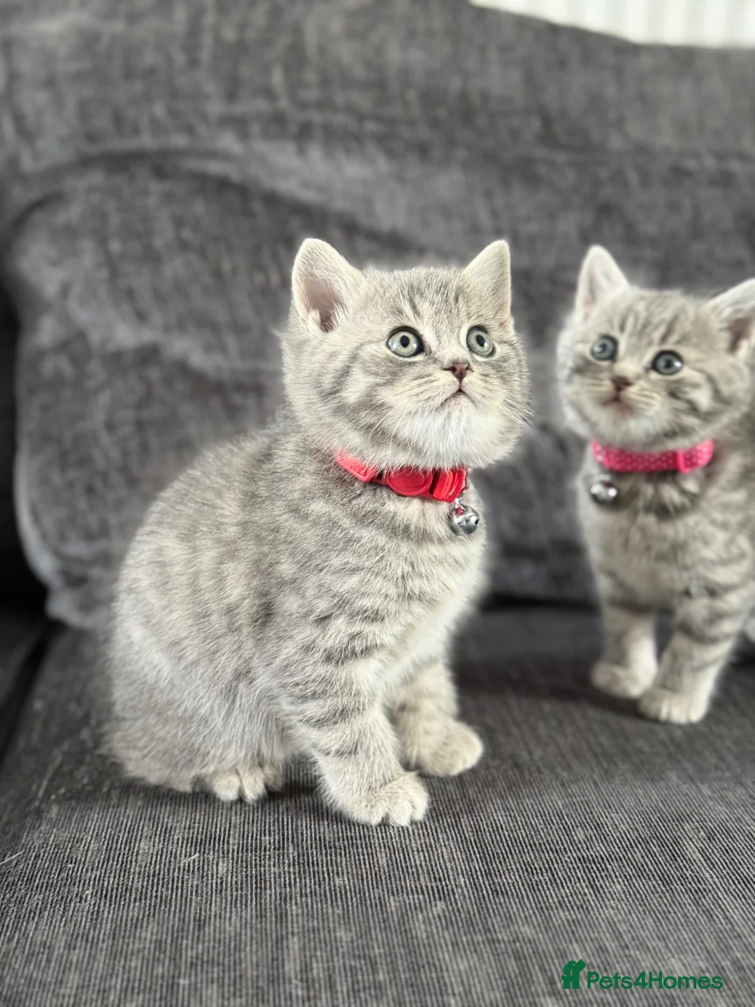 Mixed Breed cats for sale: READY- British Blue x Tabby Male Kitten - Advert 1