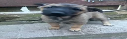 Belgian Shepherd Dog dogs for sale: Beautiful Malinois girl ready to leave - Advert 11