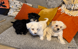 Mixed Breed dogs for sale: Maltese cross yorkshire cross shih tzu for sale - Advert 3