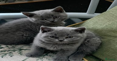 British Shorthair cats - Advert 5