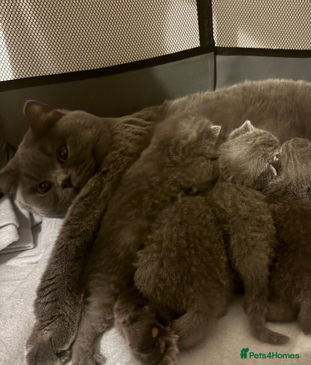 British Shorthair cats for sale: British Shorthair Kittens - Advert 11