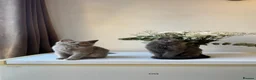 British Shorthair cats for sale: Beautiful Boy British Shorthairs for Sale  - Advert 3