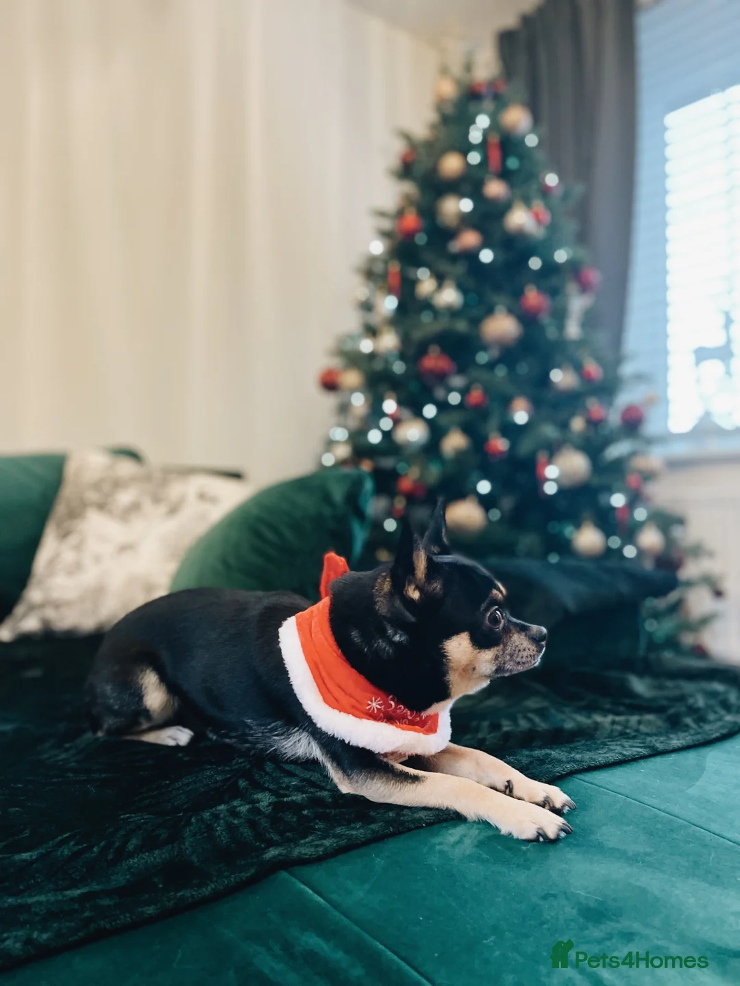 Chihuahua dogs for stud: Chihuahua available for stud | South Yorkshire - Advert 3