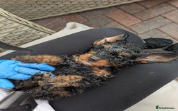 Doxiepoo dogs for sale: Adorable PRA clear daxipoos hypoallergenic  - Image 26