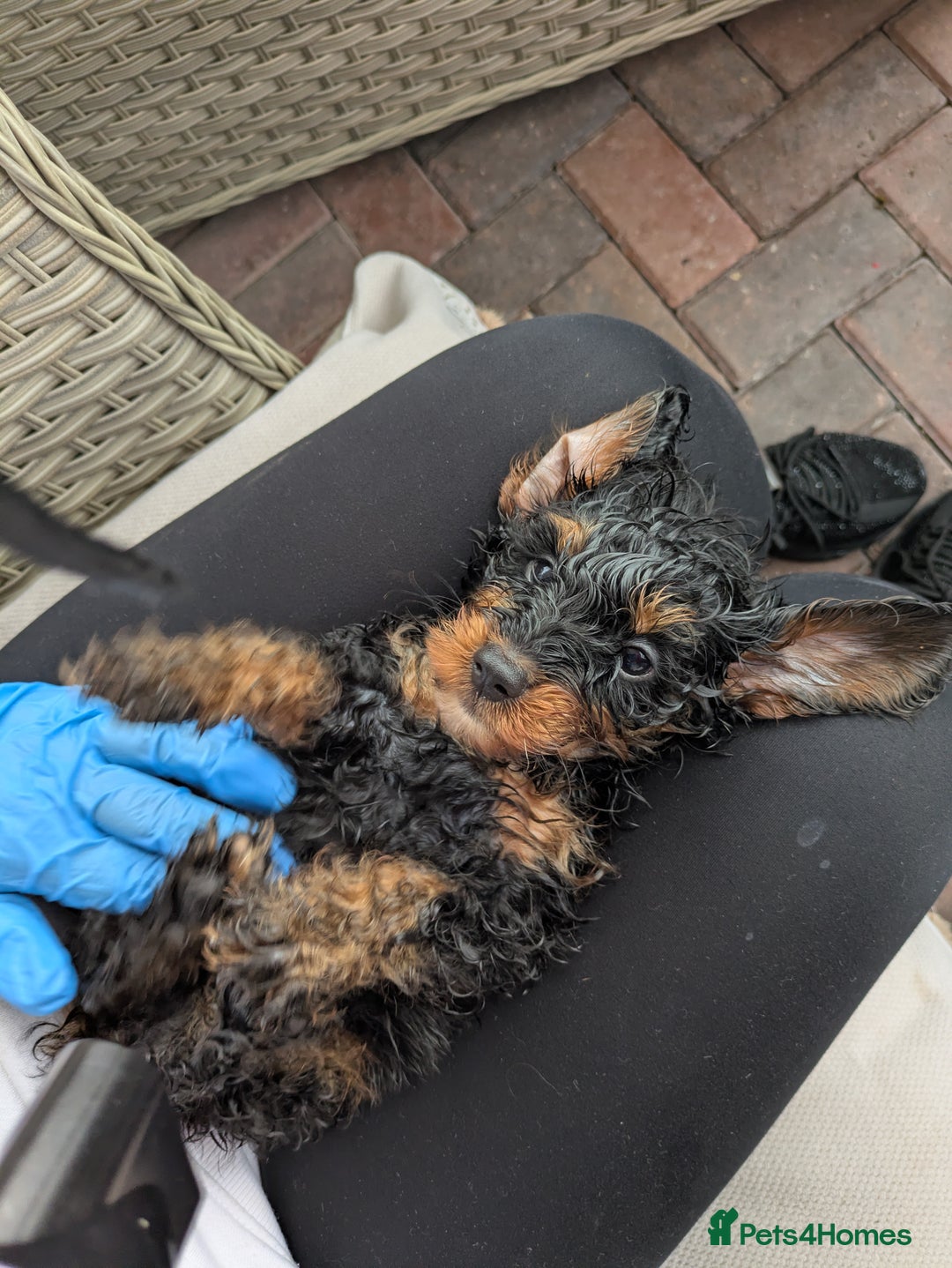 Doxiepoo dogs for sale: Adorable PRA clear daxipoos hypoallergenic  - Image 26