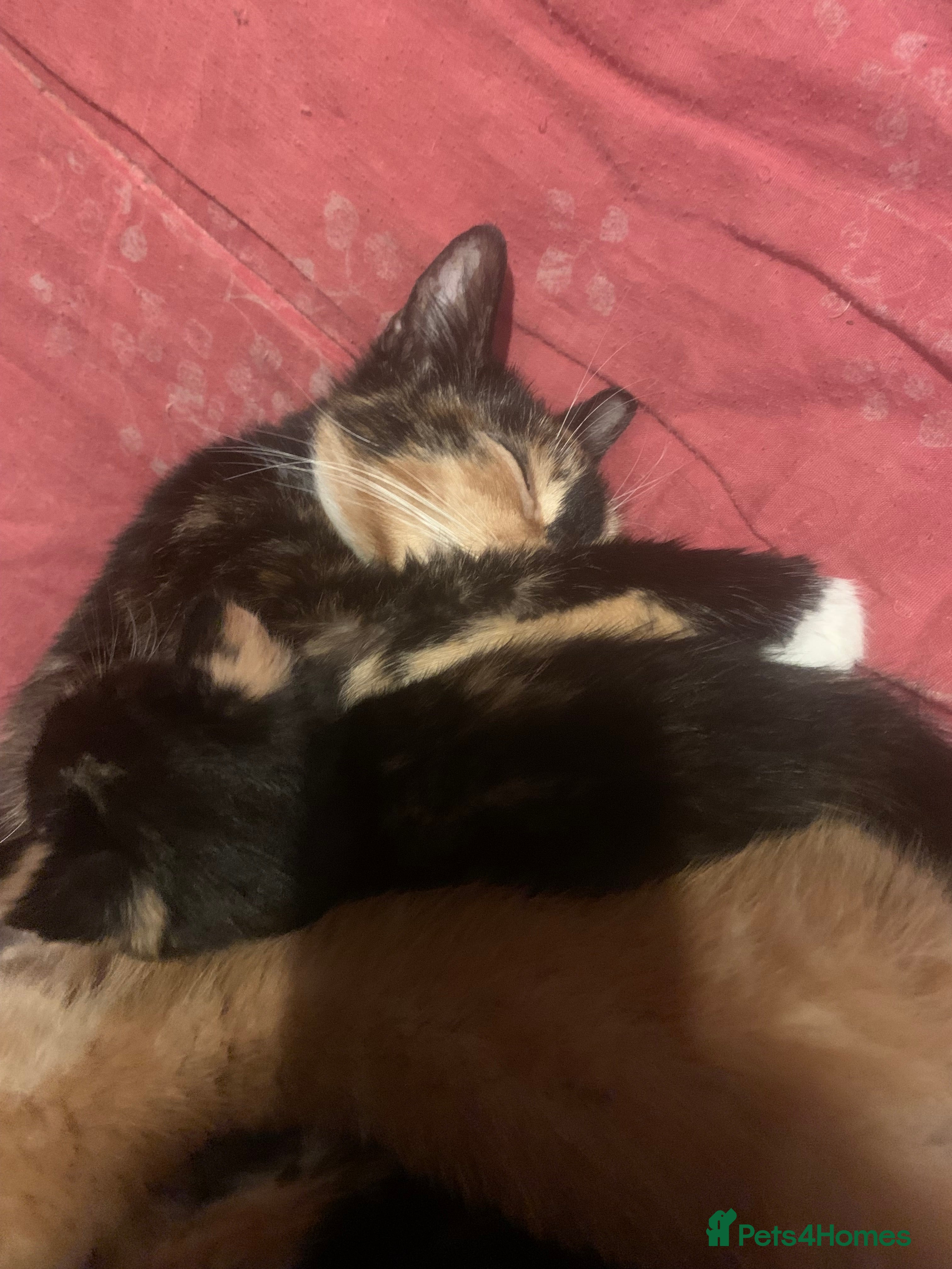 Mixed Breed cats 4 Kittens for sale  - Advert 2