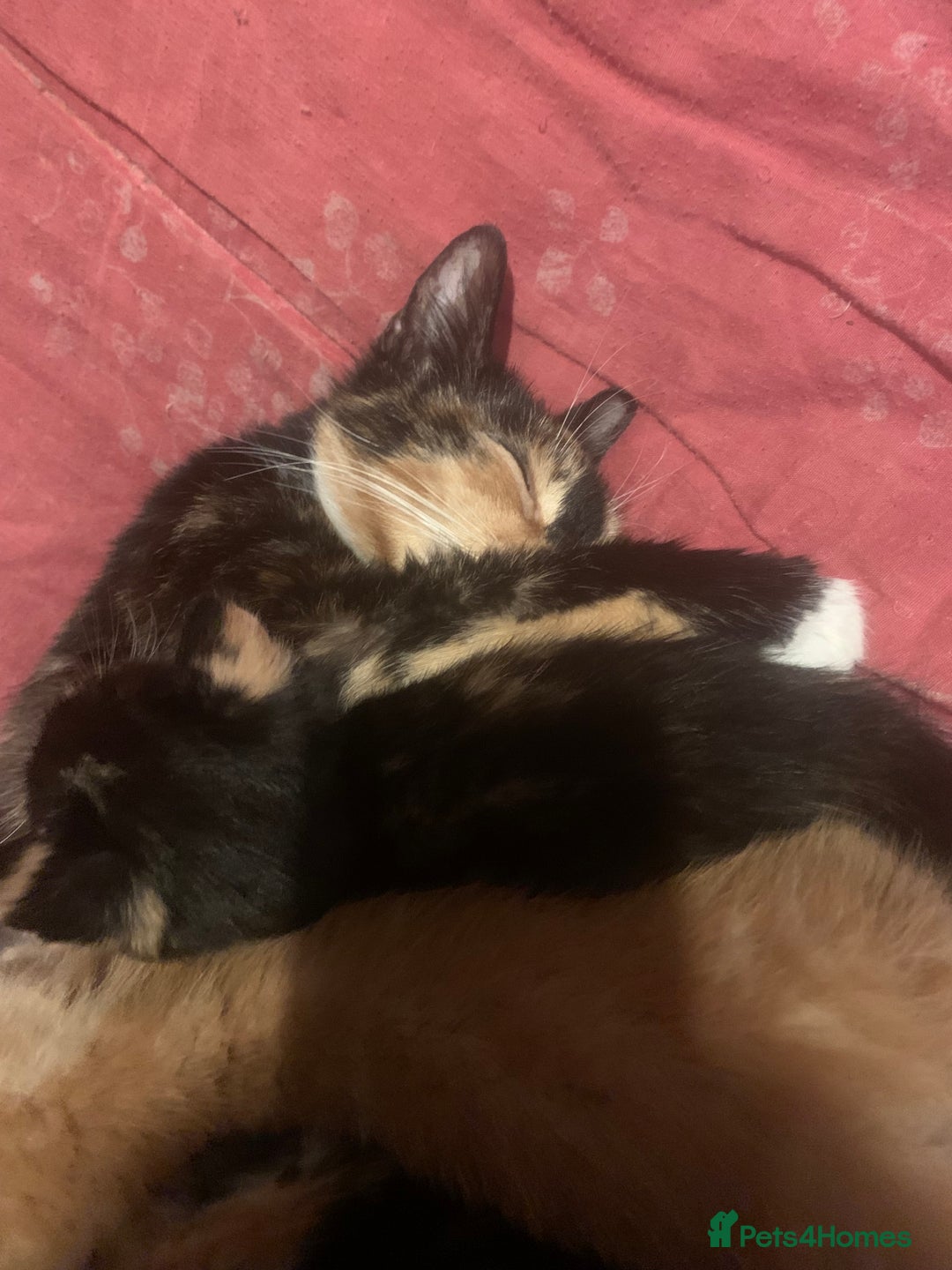 Mixed Breed cats for sale: 4 Kittens for sale  - Advert 1